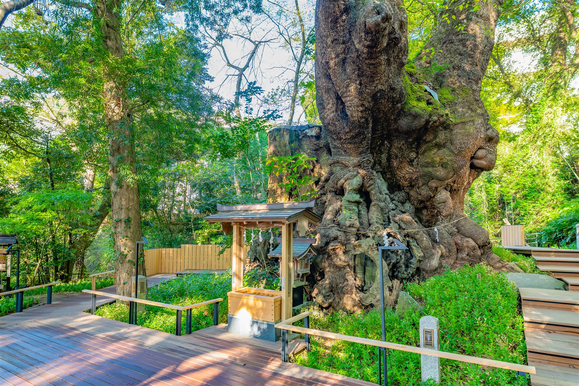 來宮神社の大楠。常緑の木の景観です。