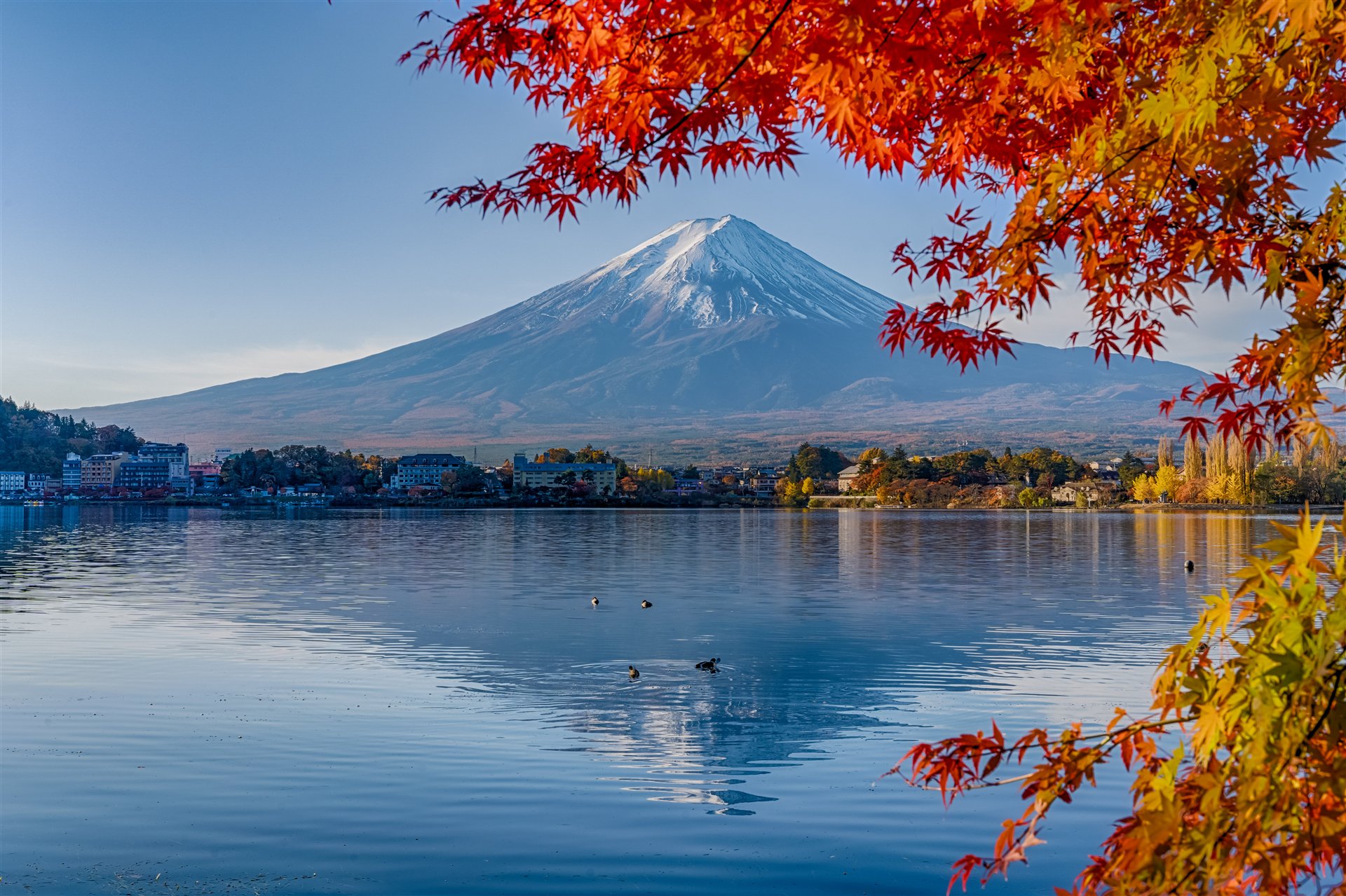 河口湖の紅葉越しに望む富士山