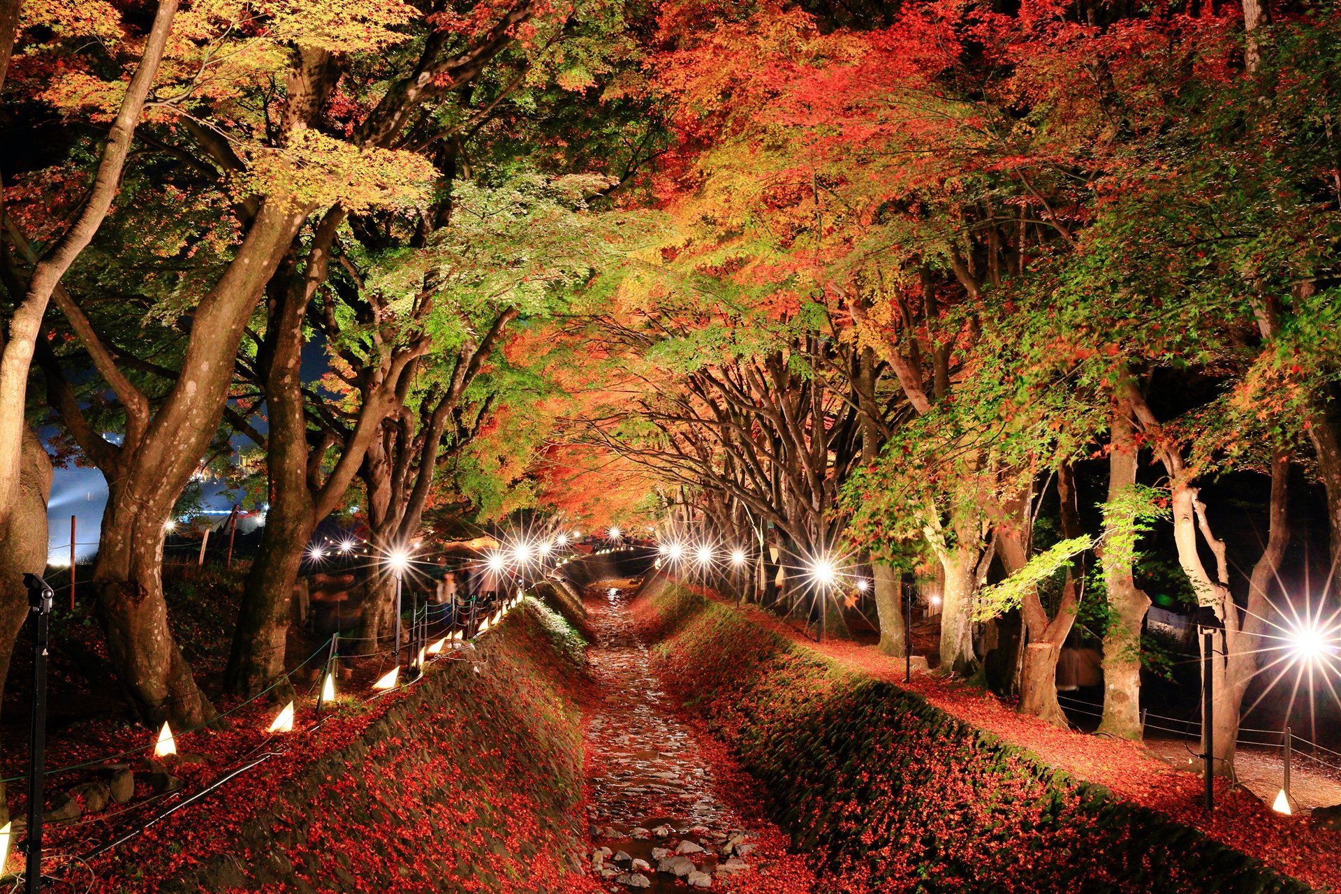 河口湖もみじ回廊の夜景。昼の散歩と夜のライトアップは別の過ごし方です。