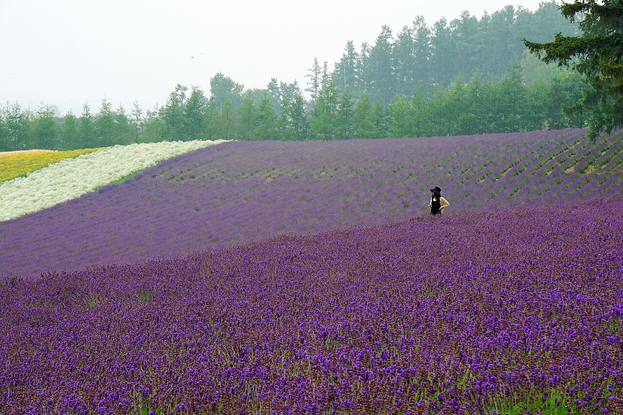 ファーム富田の花畑。2014年7月26日の記録写真。