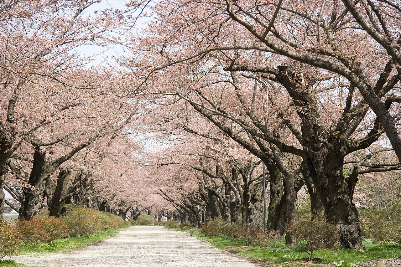 2008年4月の北上展勝地
