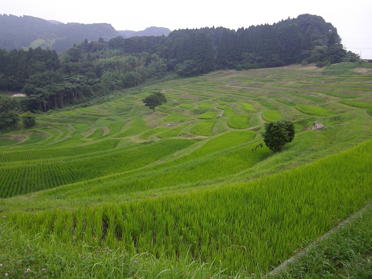 山の斜面に緑の稲が重なって広がる大山千枚田。