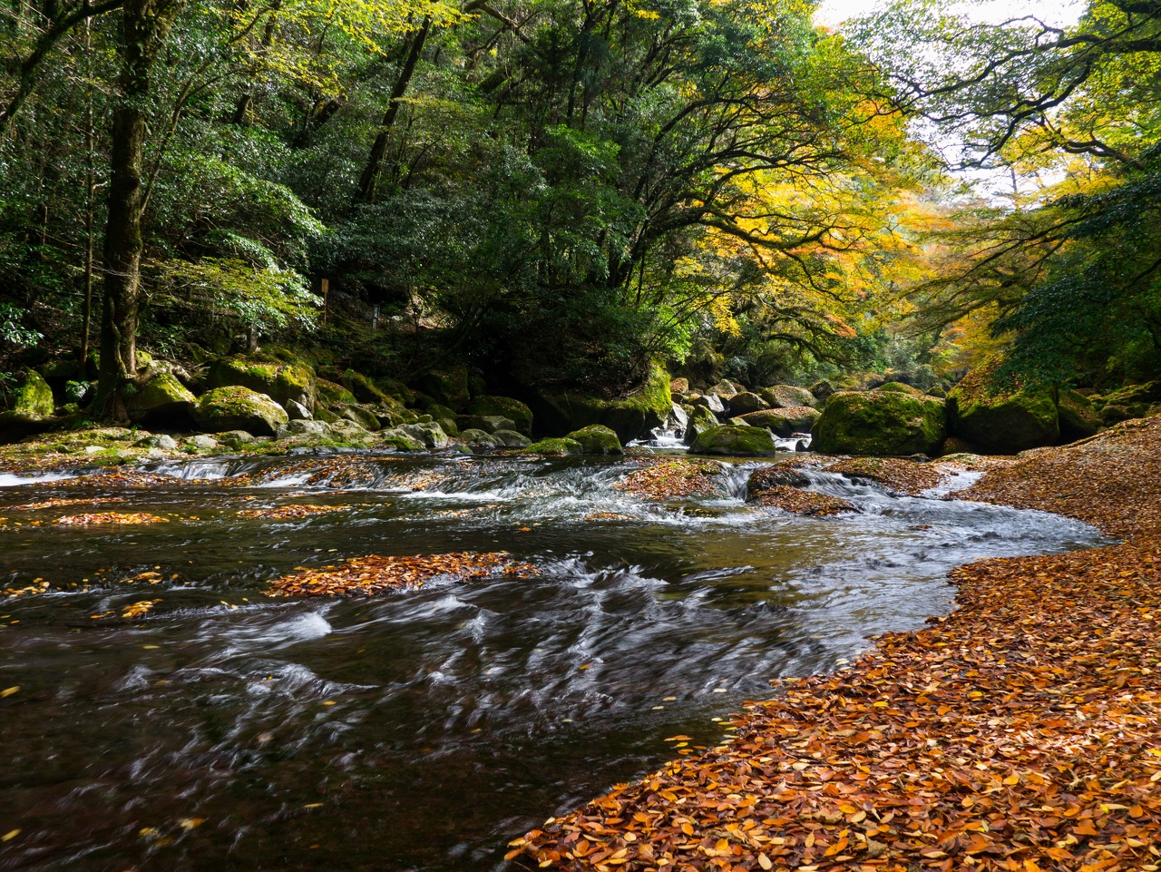 菊池渓谷の渓流を彩る赤や黄色の紅葉(熊本県菊池市)