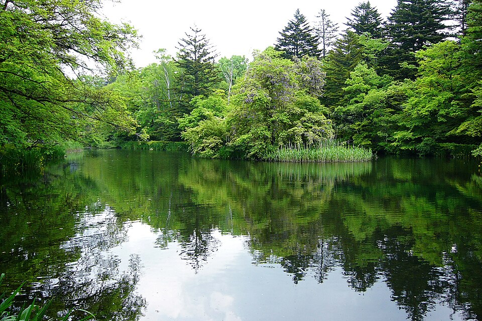 雲場池の緑の木々が水面に映る。