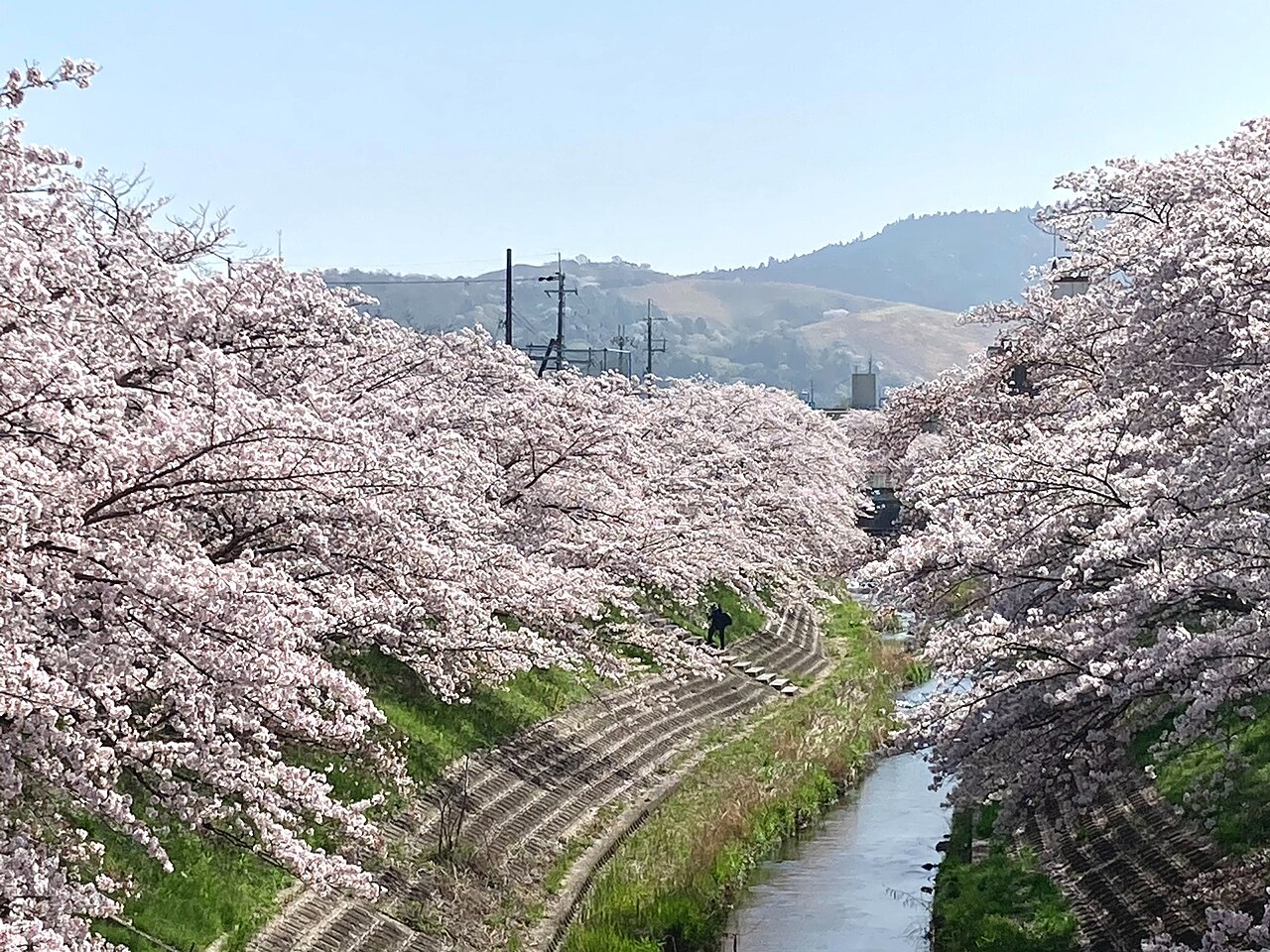 佐保川沿いの桜と遠くの若草山。2021年3月31日撮影。