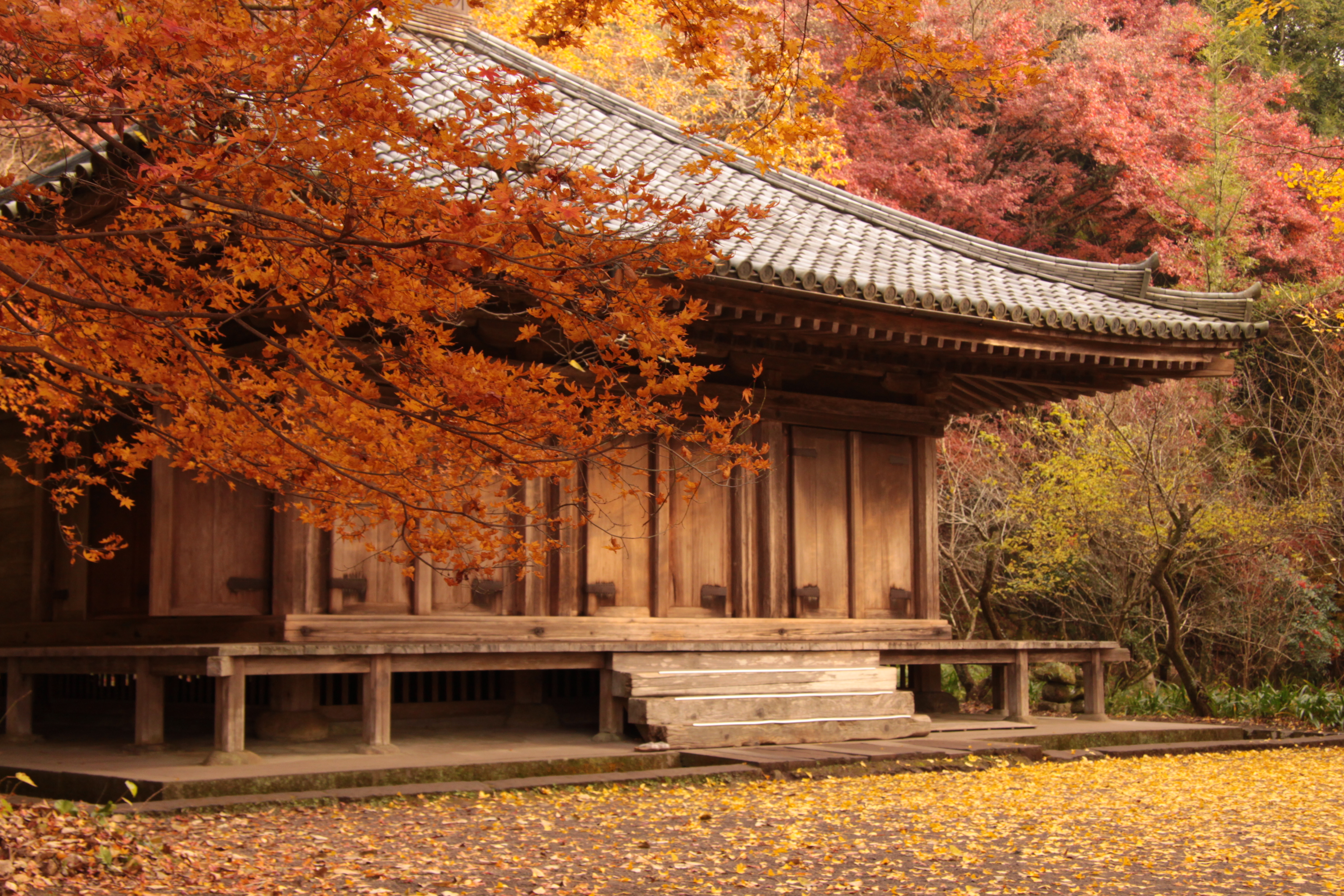 紅葉に囲まれた富貴寺の大堂(大分県豊後高田市)