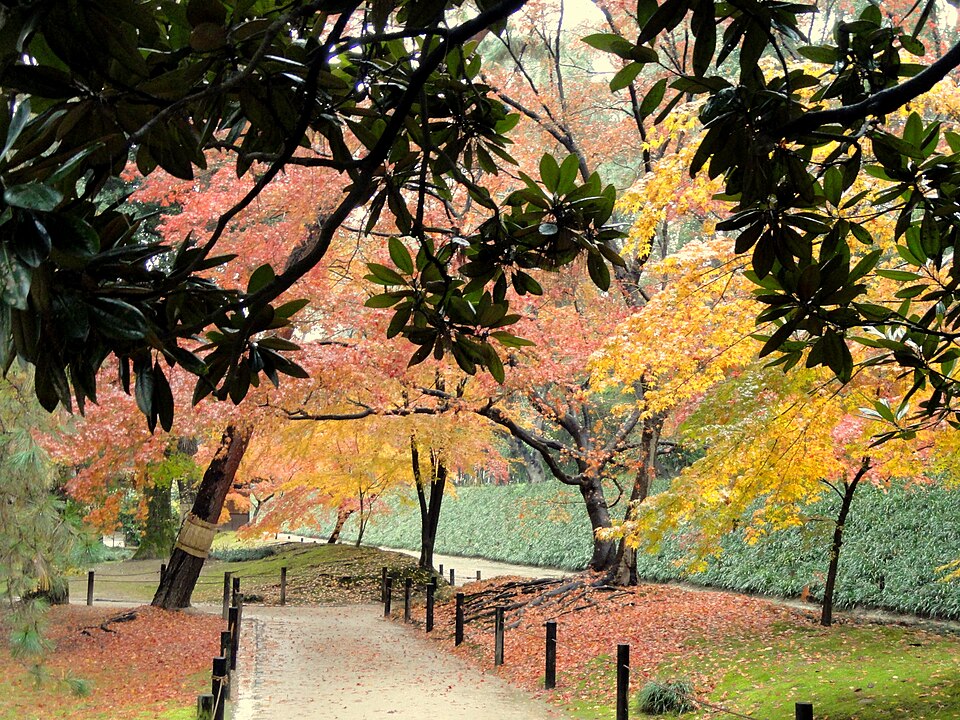 後楽園の色づいた木々と園路。2011年12月7日撮影。