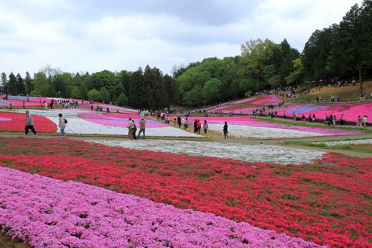 羊山公園の丘に、ピンクや白の芝桜が帯状に咲く。