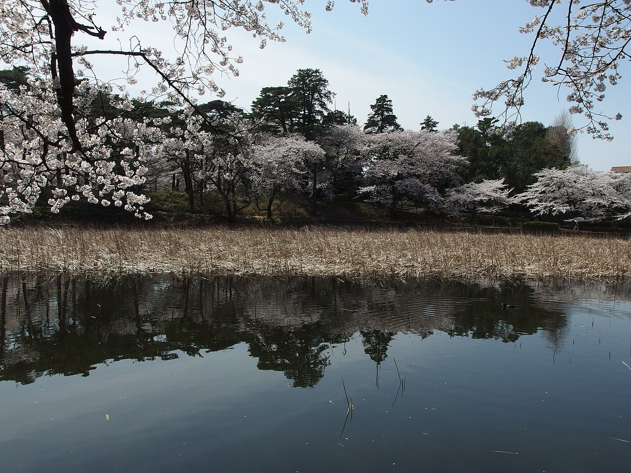 大宮公園の池と、岸辺に咲く白い桜。