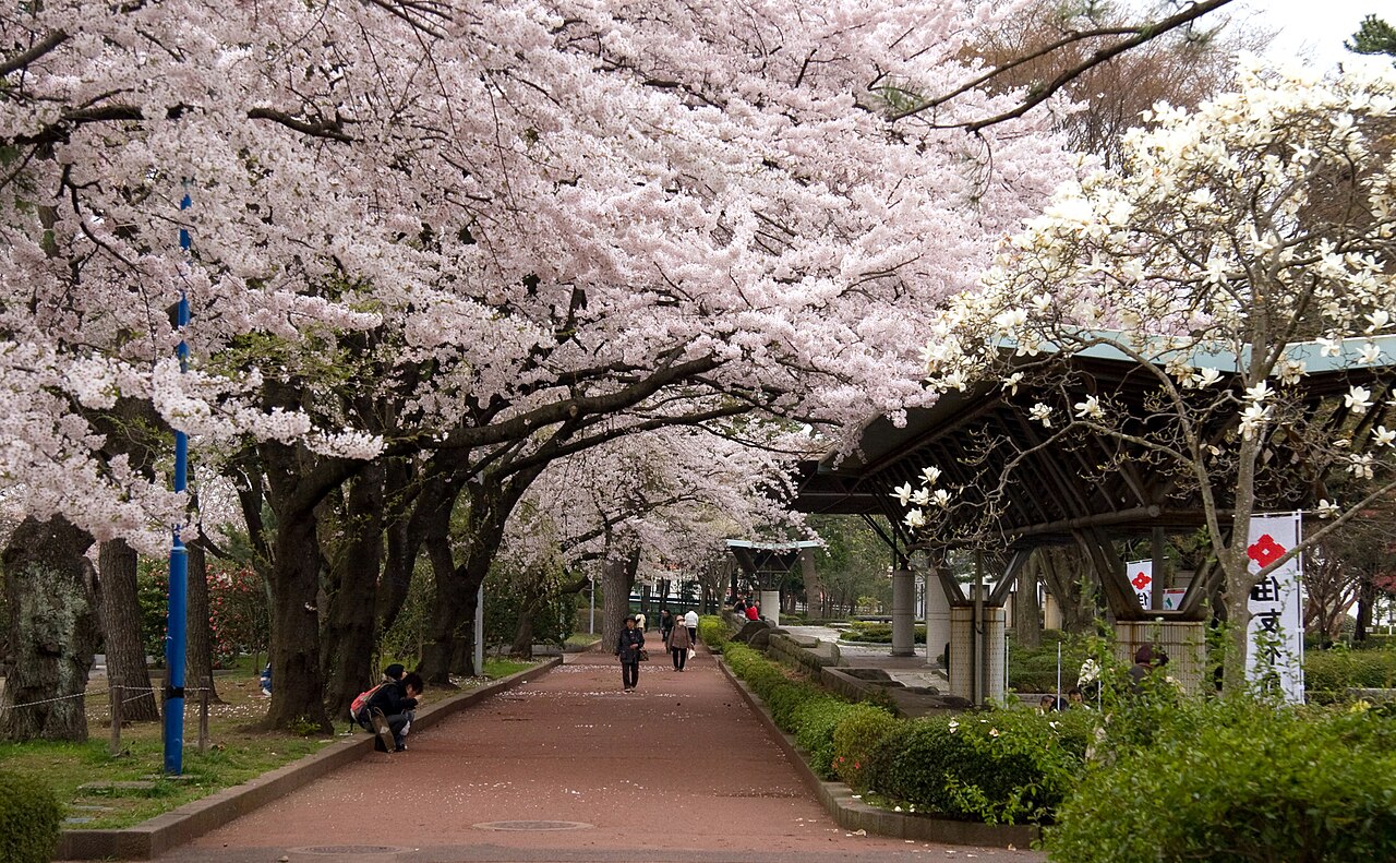 2008年4月の榴岡公園で咲く桜と園路
