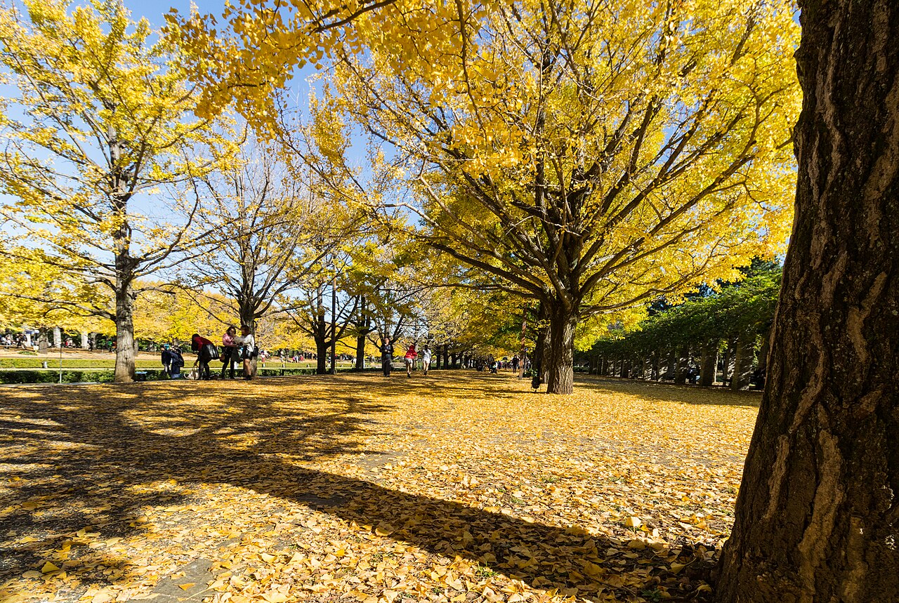 昭和記念公園の黄色く色づいたイチョウ。落ち葉が並木の足元に広がる。