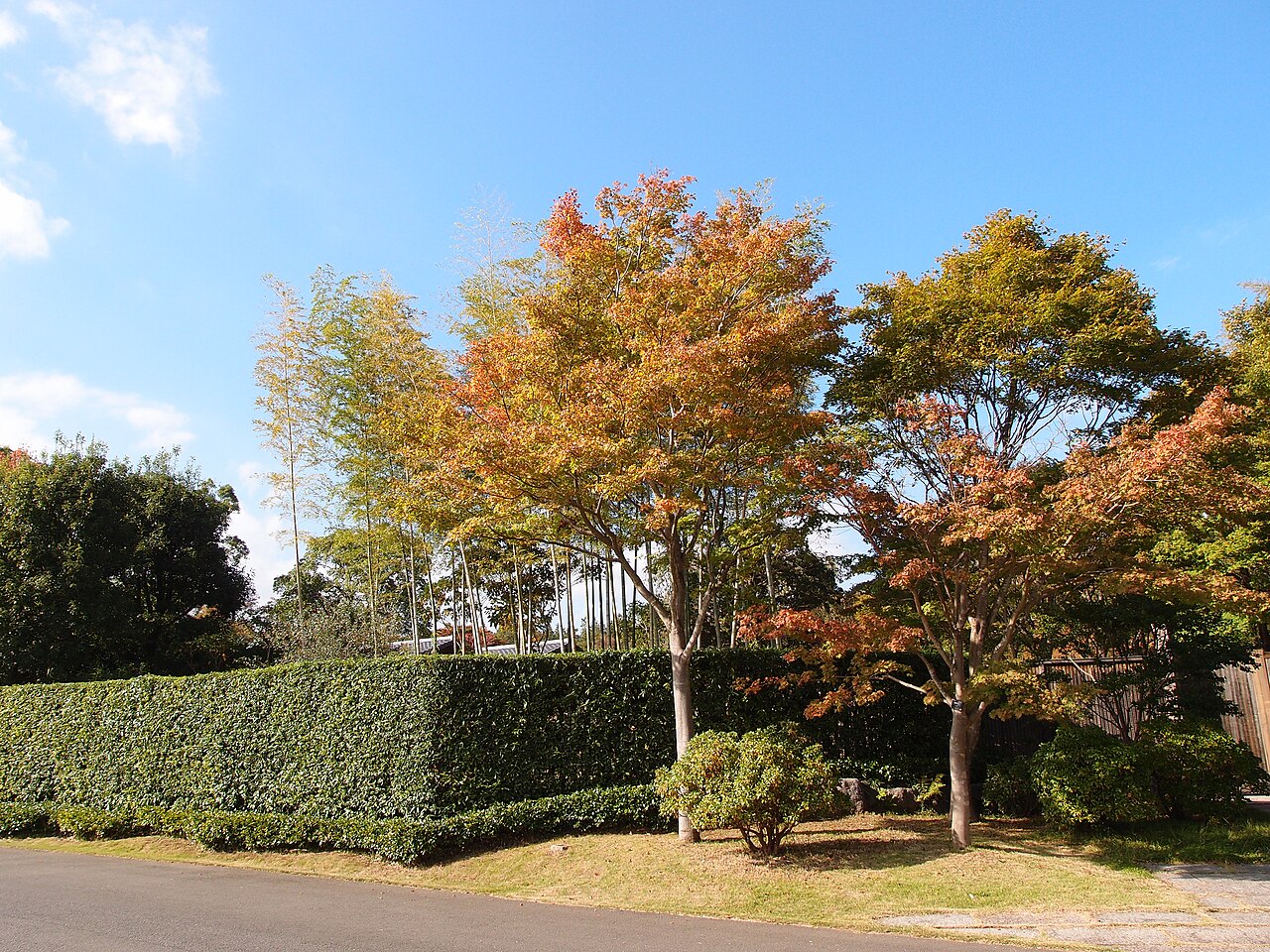 昭和記念公園の園路と樹木。生け垣の奥に赤や黄色の葉が見える。