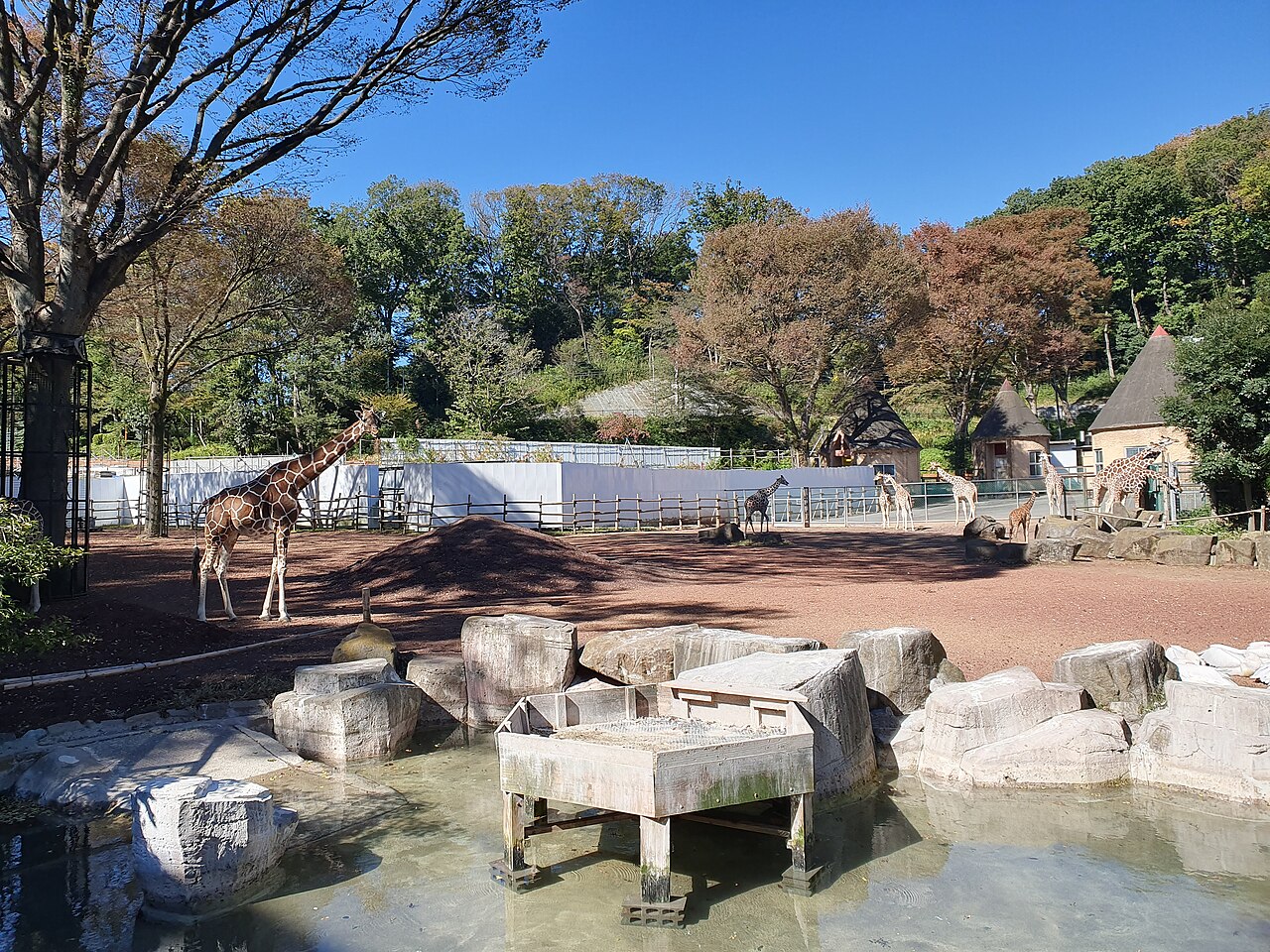 多摩動物公園のキリンの放飼場。複数のキリンが樹木を背に立っている。