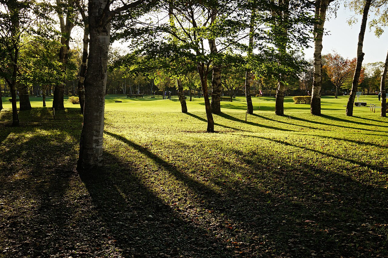緑ヶ丘公園の白樺と芝生。2013年10月12日の記録写真。