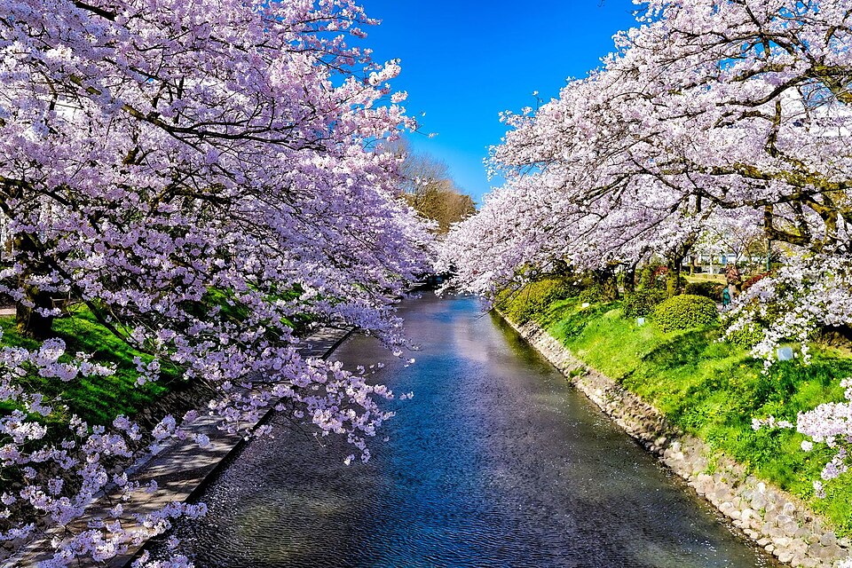 川の両岸から桜が枝を伸ばす松川べり。