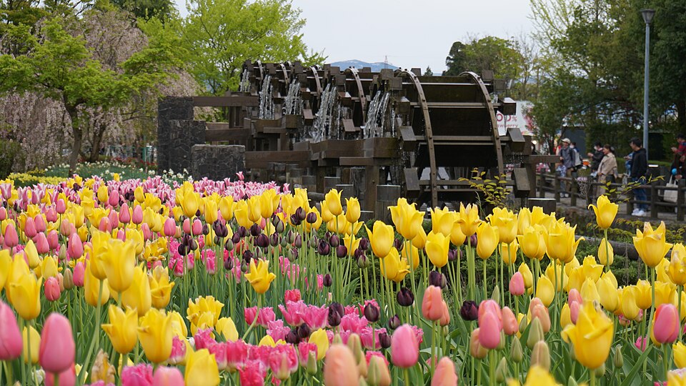 チューリップの花壇と、砺波チューリップ公園の五連水車。